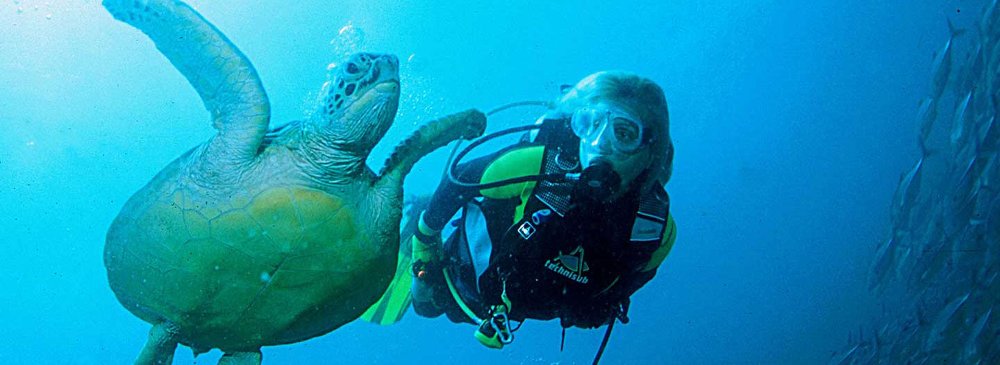 Turtle Diving