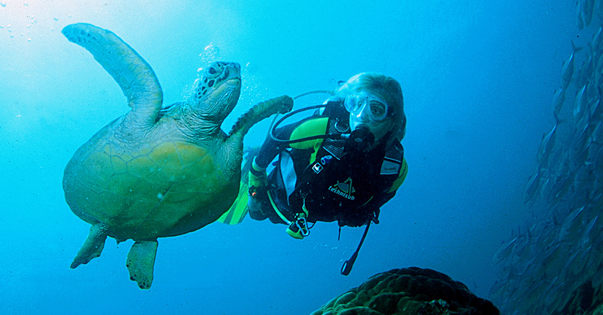 Sea turtles at Halik Gili Trawangan