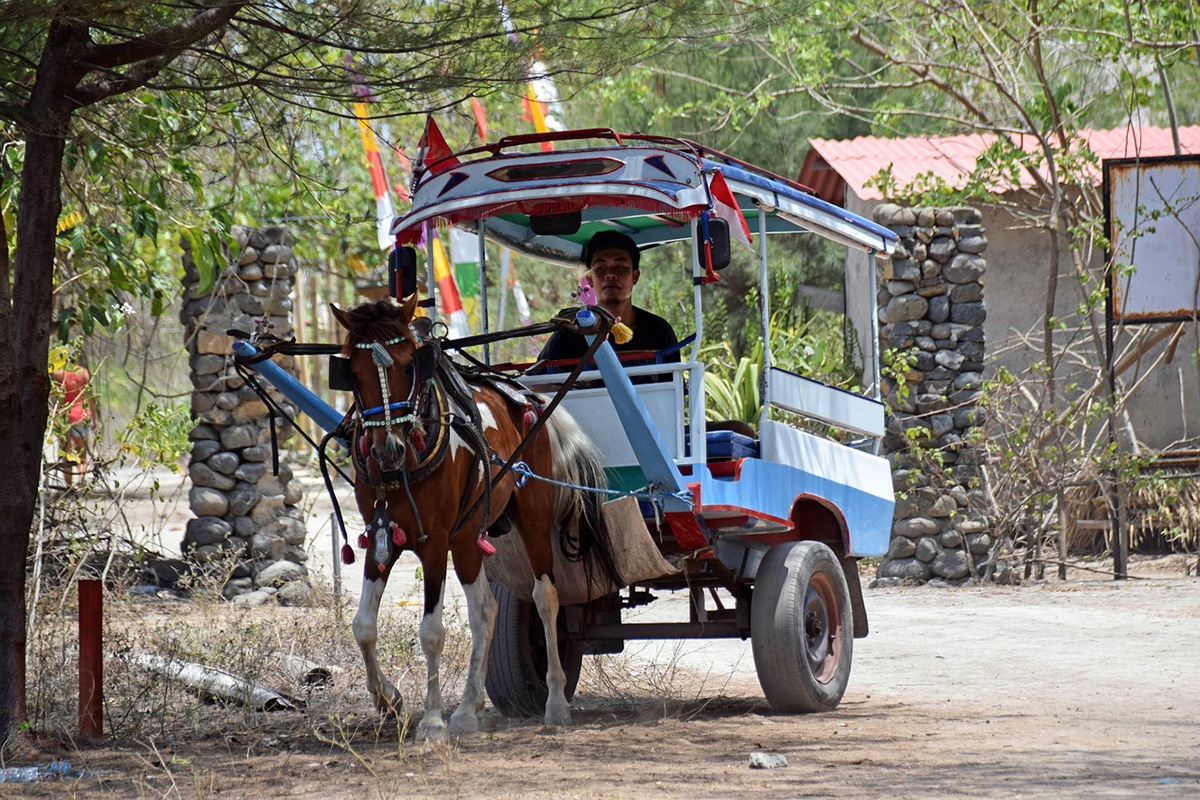 Cidomo, horse carts in Gili Islands