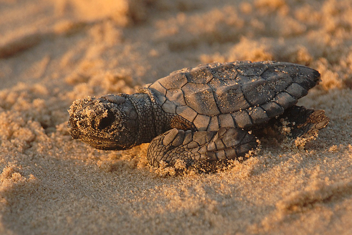 Baby Turtle at Gili Trawangan
