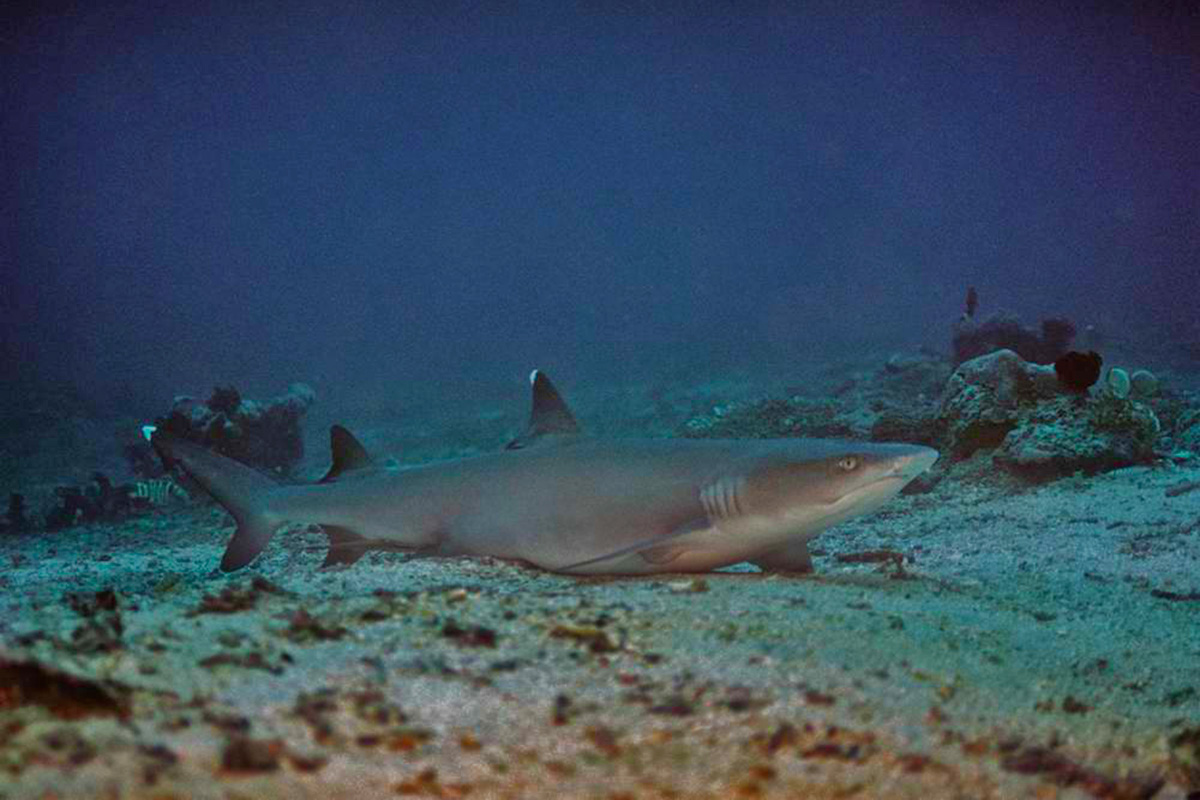 The Importance of Gili Trawangan Shark Conservation
