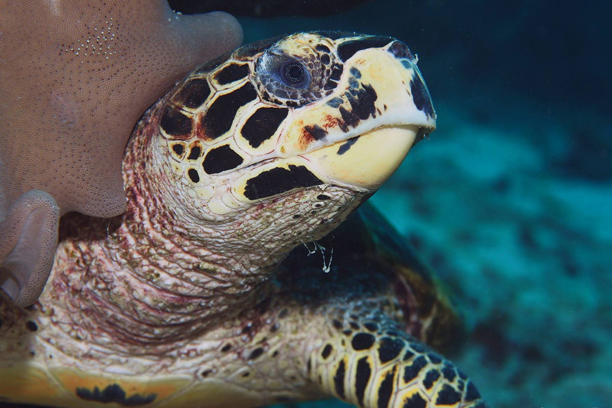 An In Depth Guide to the Sea Turtles of Gili Trawangan