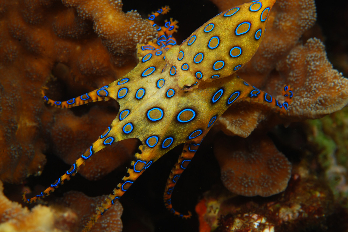 Rare Marine Creatures You Might Find Around Gili Trawangan