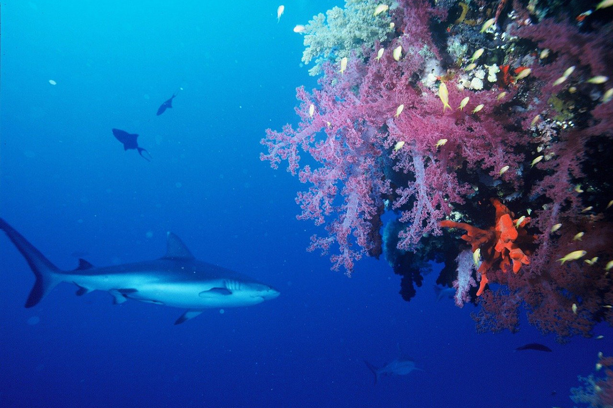 Diving Gili Trawangan - Shark Point