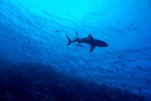 Diving Gili Trawangan - Shark Point