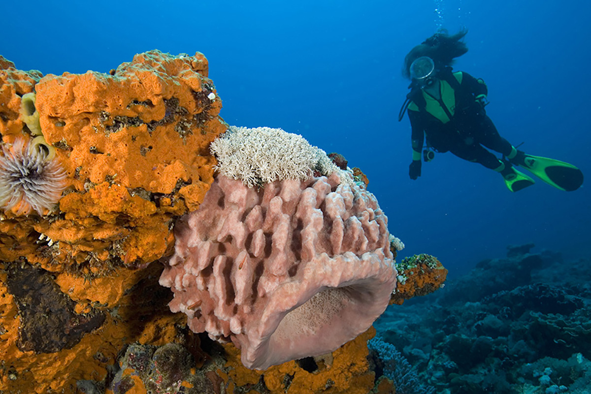 Worried About Scuba Diving? We’re Debunking Diving Myths!