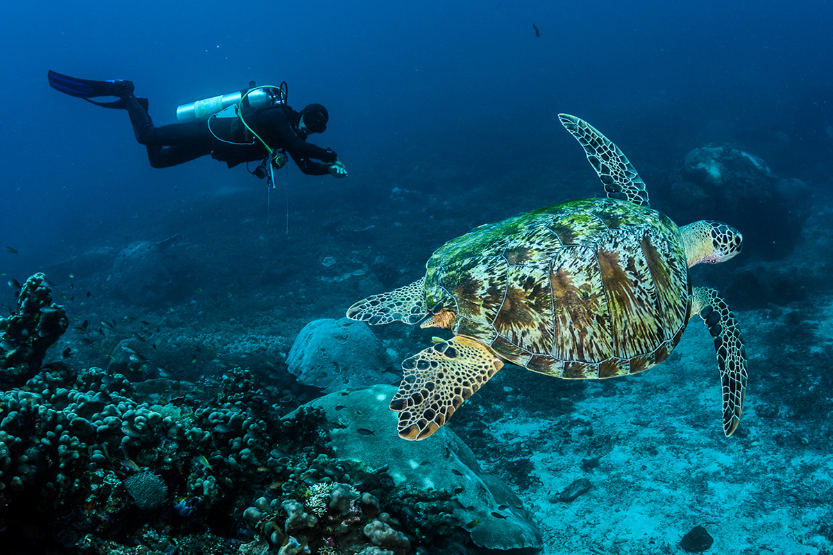Worried About Scuba Diving? We’re Debunking Diving Myths!