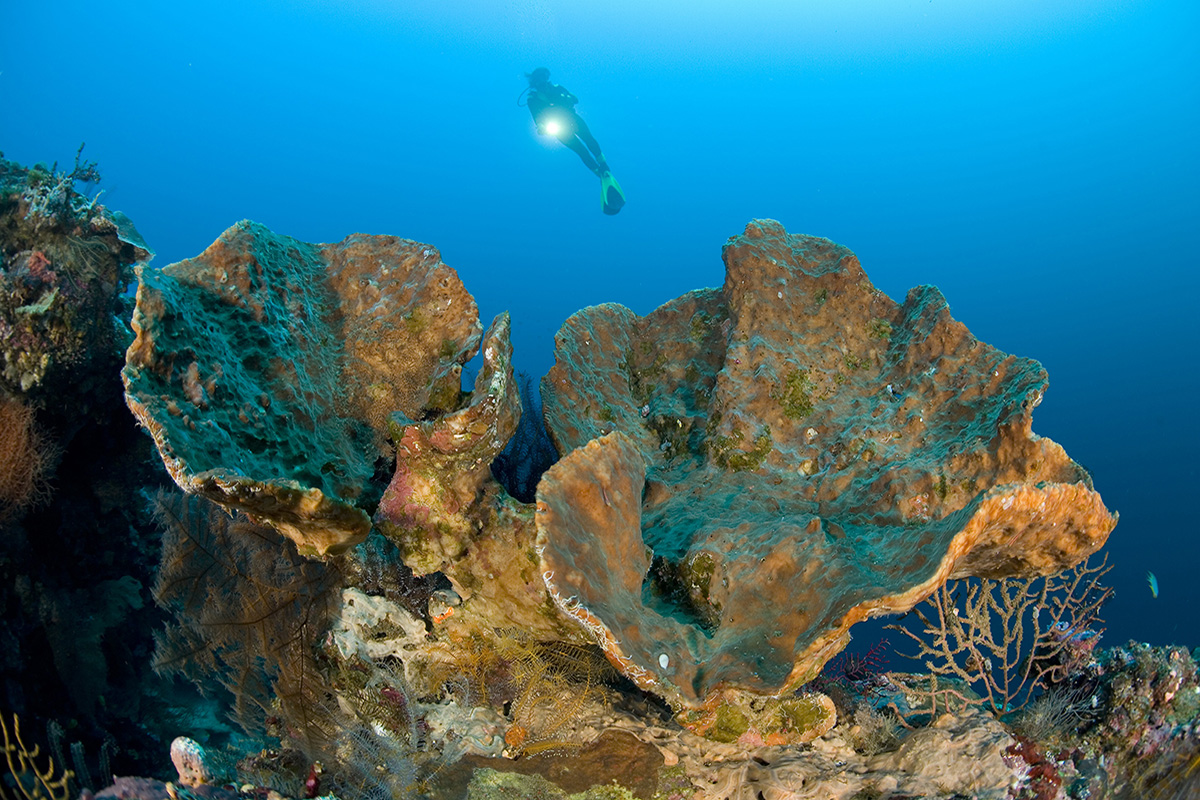 Halik Reef Dive Site in Gili Trawangan, Indonesia