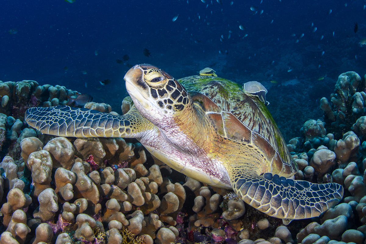 The Sea Turtles You Might Meet on Gili Trawangan