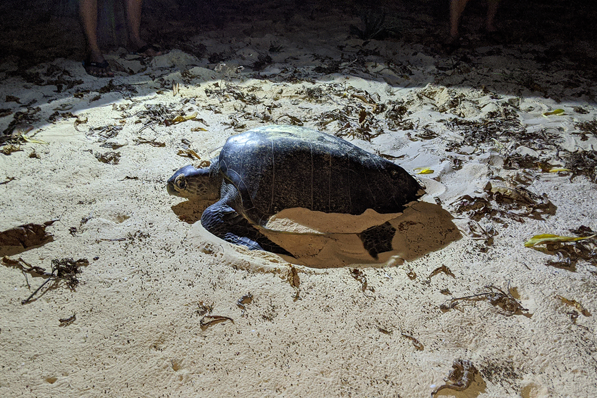  Sep Saving a Sea Turtle Paradise: Eco-Tourism and Conservation on Gili Trawangan