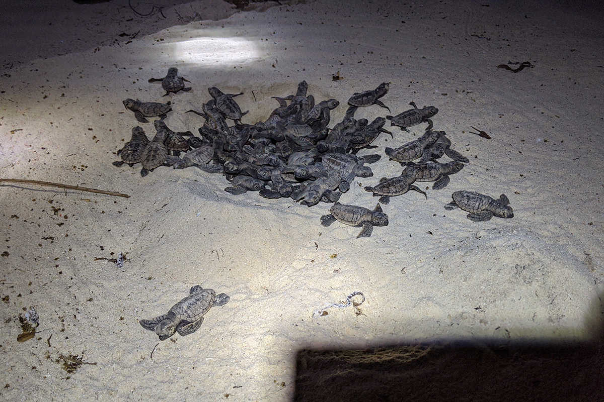 Sea Turtle Hatchery Conservation Project in Gili Trawangan