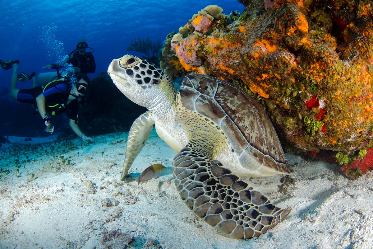 Saving a Sea Turtle Paradise: Eco-Tourism and Conservation on Gili Trawangan