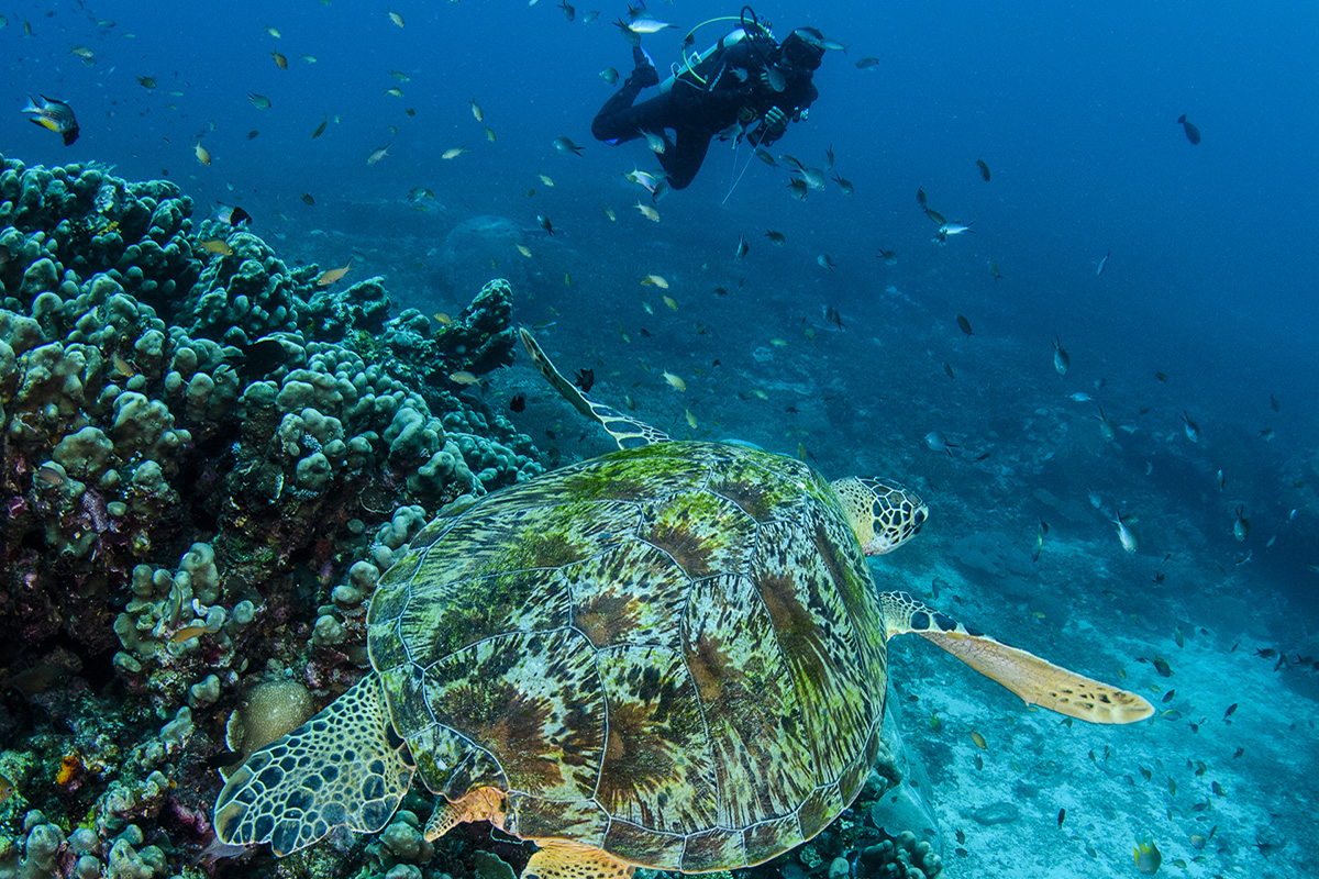 What a Day of Diving Looks Like on Gili Trawangan