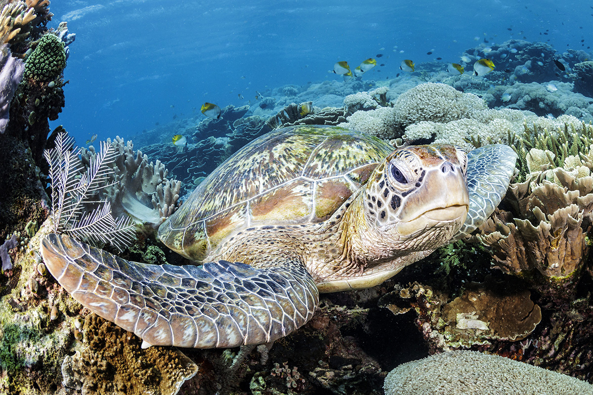 An In Depth Guide to the Sea Turtles of Gili Trawangan